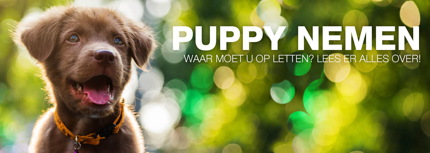 Vochtig Vergadering luisteraar Wat moet u weten na het aanschaffen van een puppy - Boerenwinkel