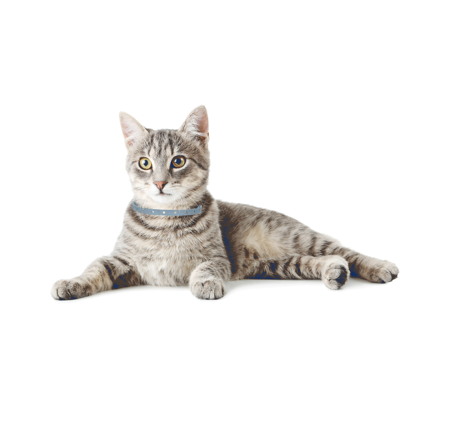 Vlooien- en tekenband voor katten