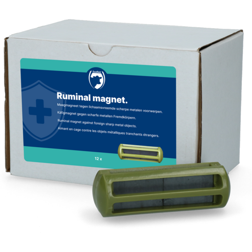 Ruminal Magnet cattle                       