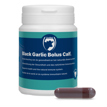 Black Garlic Bolus Calf